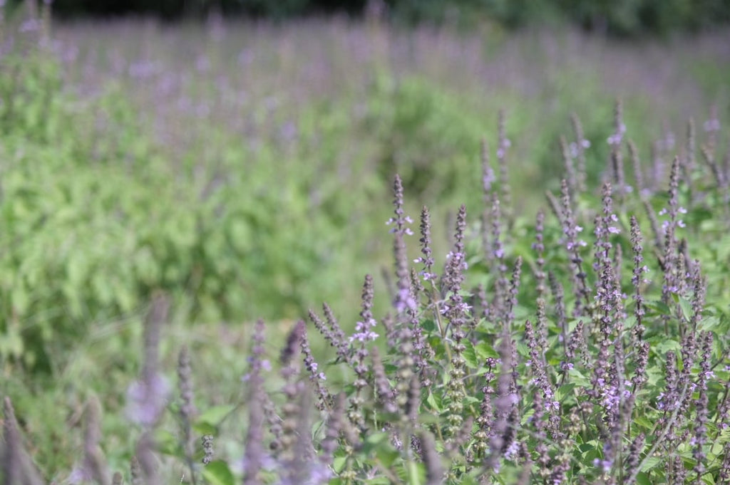 8beeat  奇跡のはちみつ(ホーリーハニー)